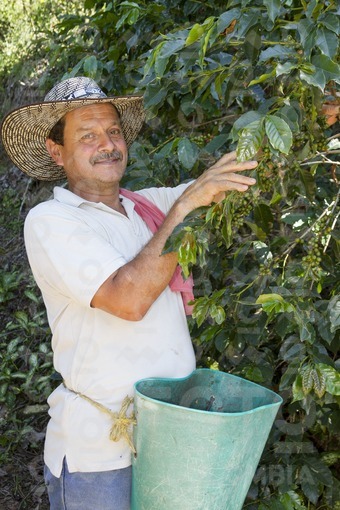 Recolector de Café,suroeste antioqueño / Coffee collector,southwestern Antioquia
