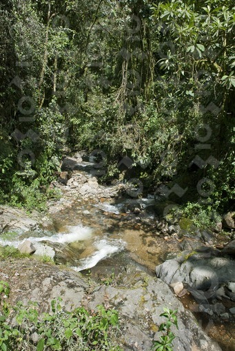 Río Quindio,Reserva Acaime,Salento,Quindío / Quindio River,Acaime Reserve, Salento, Quindío