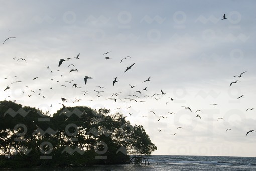 Isla de los Pájaros,Golfo de Morrosquillo / Bird Island, Gulf of Morrosquillo