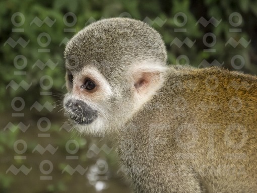 Mono ardilla o mono tití,Amazonas / Squirrel monkey or marmoset,Amazonas