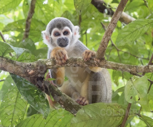 Mono ardilla o mono tití,Amazonas / Squirrel monkey or marmoset,Amazonas