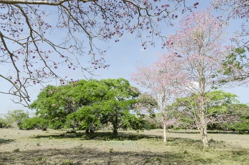 Guayacán rosado,Chinchiman,San Onofre,Sucre / Pink guayacan,Chinchiman,San Onofre,Sucre