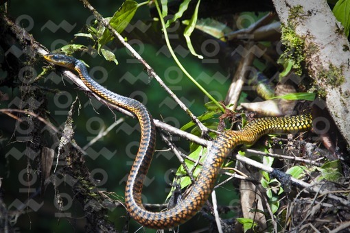 Serpiente Granadilla,Pacifico,Valle del Cauca