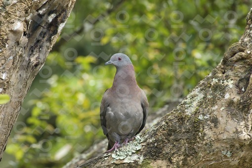Tórtola Torcaza ( Zenaida Auriculata),Risaralda / Pigeon Turtle Dove (Zenaida auriculata), Risaralda