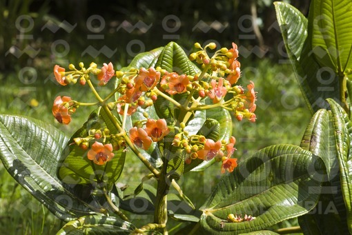 Flor,Meriania Hernandoi,Santa Elena,Antioquia / Flower,Meriania Hernandoi,Santa Elena,Antioquia