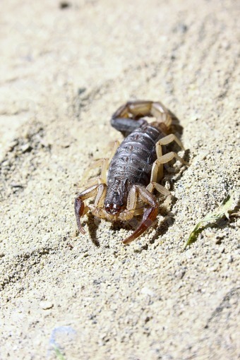 Escorpión,Desierto de la Tatacoa,Huila / Scorpion,Desert of Tatacoa,Huila