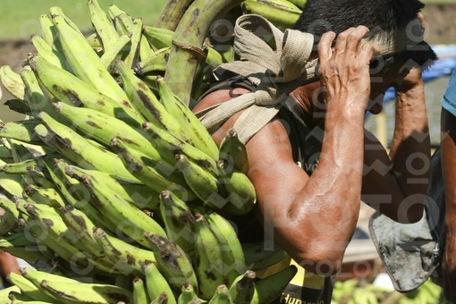 Hombre cargado platanos en mercado en el rio Amazonas / Man loaded bananas in market on the Amazon river