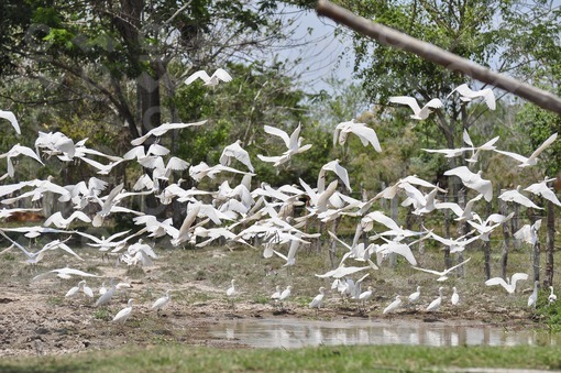 Garzas blancas,Arauca / White Herons,Arauca