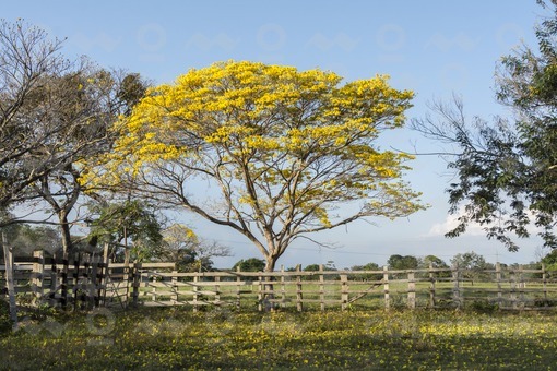 Arbol de Flor Amarillo,Arauca / Yellow Flower Tree,Arauca