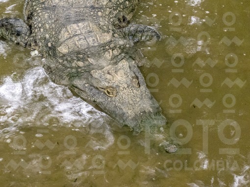 Caimanes,Córdoba / Caimanes,Córdoba