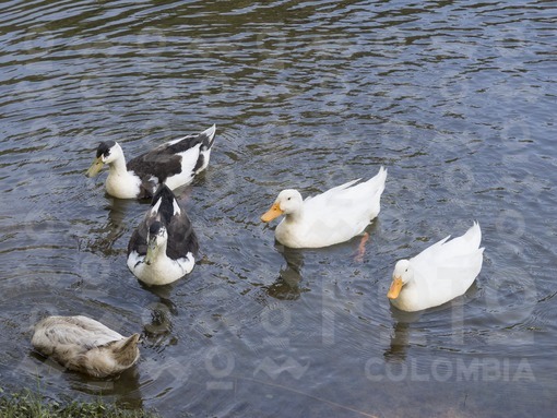 Patos,Santa Elena,Antioquia / Ducks,Antioquia