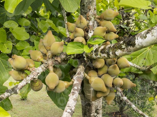 Zapote / Sapodilla