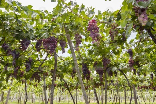 Viñedo,La Unión,Valle del Cauca / Vineyard,La Unión,Valle del Cauca