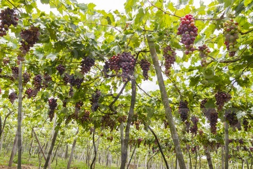 Viñedo,La Unión,Valle del Cauca / Vineyard,La Unión,Valle del Cauca