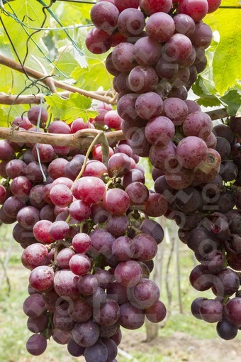 Viñedo,La Unión,Valle del Cauca / Vineyard,La Unión,Valle del Cauca