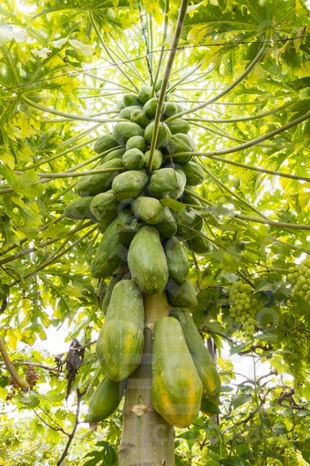 Cultivo de Papaya,La Unión,Valle del Cauca / Papaya Crop,La Unión,Valle del Cauca