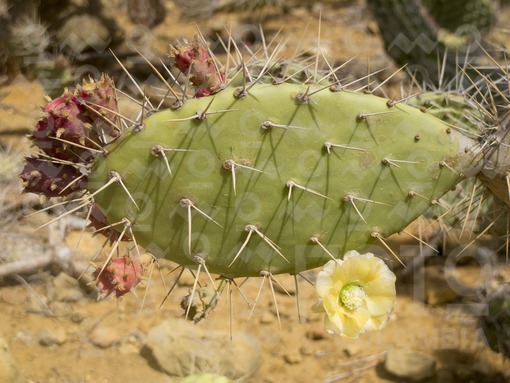 Cactus,Guajira / Cactus,Guajira