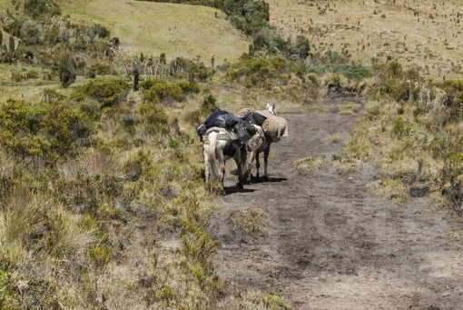 Caballos,Páramo del Volcán Nevado del Ruiz.Murillo,Tolima / Horses,Paramo.Nevado del Ruiz Volcano,Murillo,Tolima