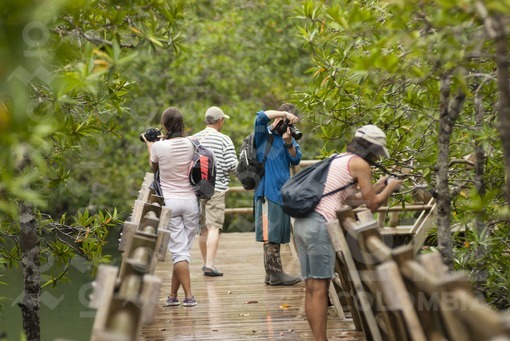 Sendero Manglares Estero Grande,Parque Nacional Natural Utría,Chocó / Mangrove Trail Estero Grande,Utria National Park,Choco