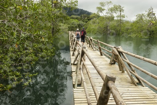 Sendero Manglares Estero Grande,Parque Nacional Natural Utría,Chocó / Mangrove Trail Estero Grande,Utria National Park,Choco