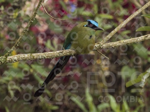 Pájaro Barranquero / Barranquero bird
