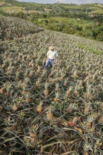 Cultivo de Piña,Lebrija,Santander / Pineapple cultivation,Lebrija,Santander