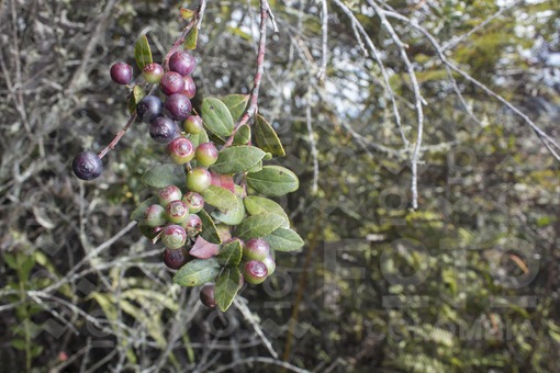 Mortiño (vaccinium meridionale swartz)