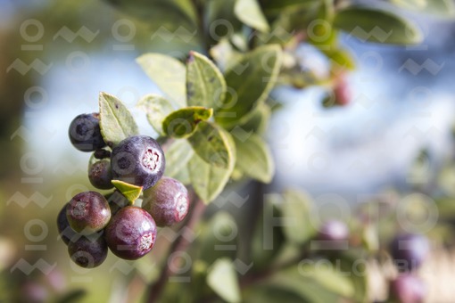 Mortiño (vaccinium meridionale swartz)