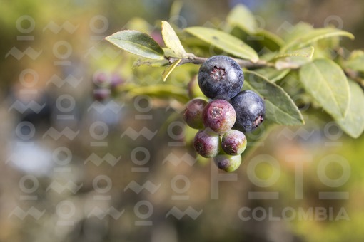 Mortiño (vaccinium meridionale swartz)