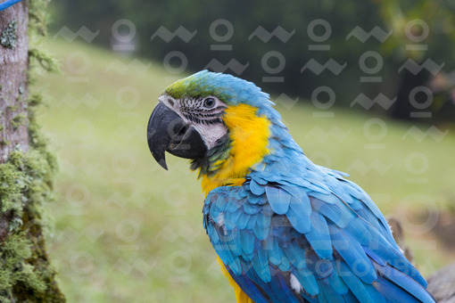 Guacamaya / Macaw