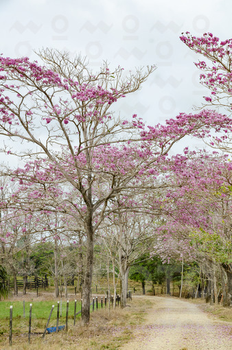 Guayacán rosado,Necoclí,Antioquia / Pink guayacán,Necoclí,Antioquia