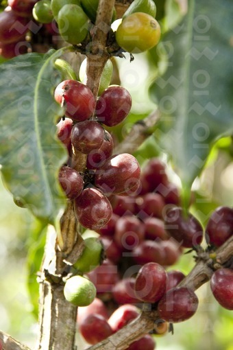 Frutos del Arbol del Café / Coffee Tree Fruits
