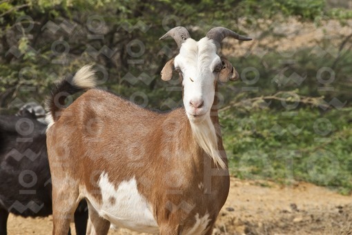 Rebaño de Cabras en el desierto,Guajira / Herd of Goats in the desert, Guajira