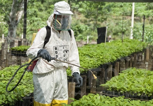 Fumigación de plantas en vivero / Fumigation of nursery plants