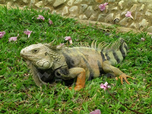 Iguana,Montería