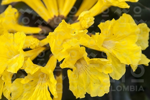 Guayacán amarillo,Medellín,Antioquia /Yellow Guayacan,Medellin,Antioquia
