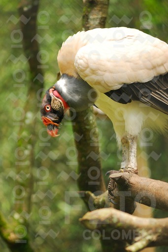 Gallinazo