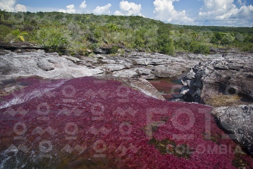 Caño Cristales