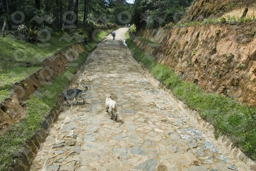 Sendero Ancestral,Parque Arví,Santa Elena,Antioquia / Ancestral Path, Park Arví,Santa Elena,Antioqui