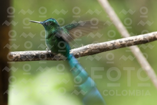Colibrí o Chupaflor,Salento,Quindío / Hummingbird or Chupaflor,Salento,Quindío