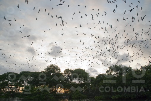 Isla de los Pájaros,Golfo de Morrosquillo / Bird Island, Gulf of Morrosquillo