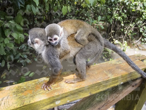 Mono ardilla o mono tití,Amazonas / Squirrel monkey or marmoset,Amazonas