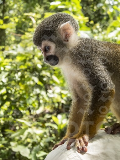 Mono ardilla o mono tití,Amazonas / Squirrel monkey or marmoset,Amazonas