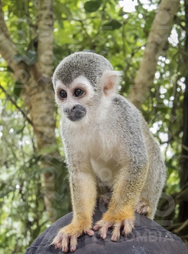 Mono ardilla o mono tití,Amazonas / Squirrel monkey or marmoset,Amazonas