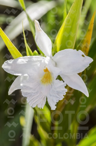 Flor,Sierra de La Macarena,Meta / Flower,Sierra de La Macarena,Meta