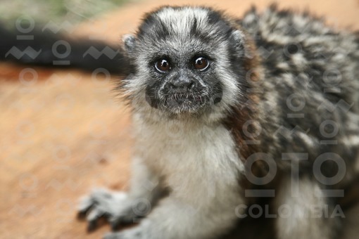 Mono Tití,Chocó Caribeño