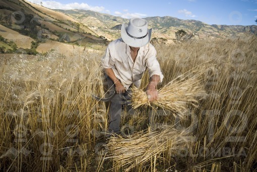 Campesinos cortando trigo