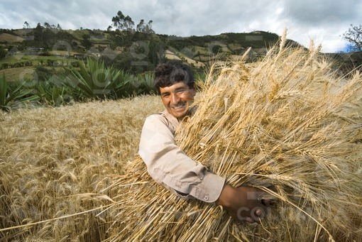 Campesino recogiendo trigo