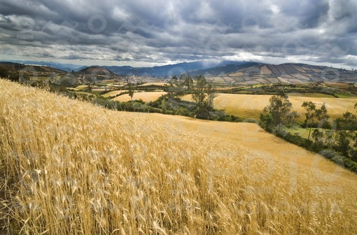 Trigal Region de Guaitarilla,Nariño