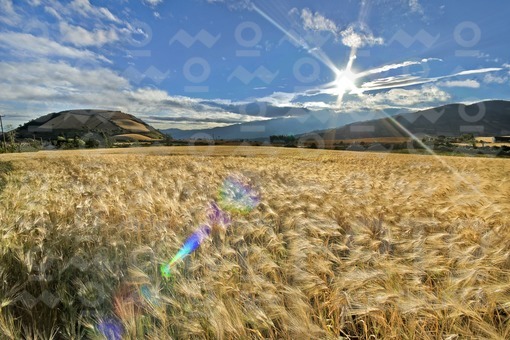 Trigal Region de Guaitarilla,Nariño